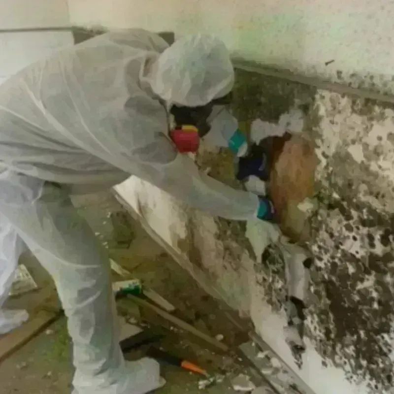 Mold Remediation and Removal in Blaine County, MT